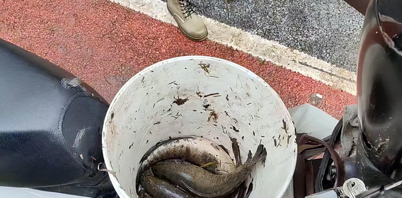 |黄浦江里出现稀罕事，钓鱼人拿着抄网蜂拥而至，原因让人哭笑不得