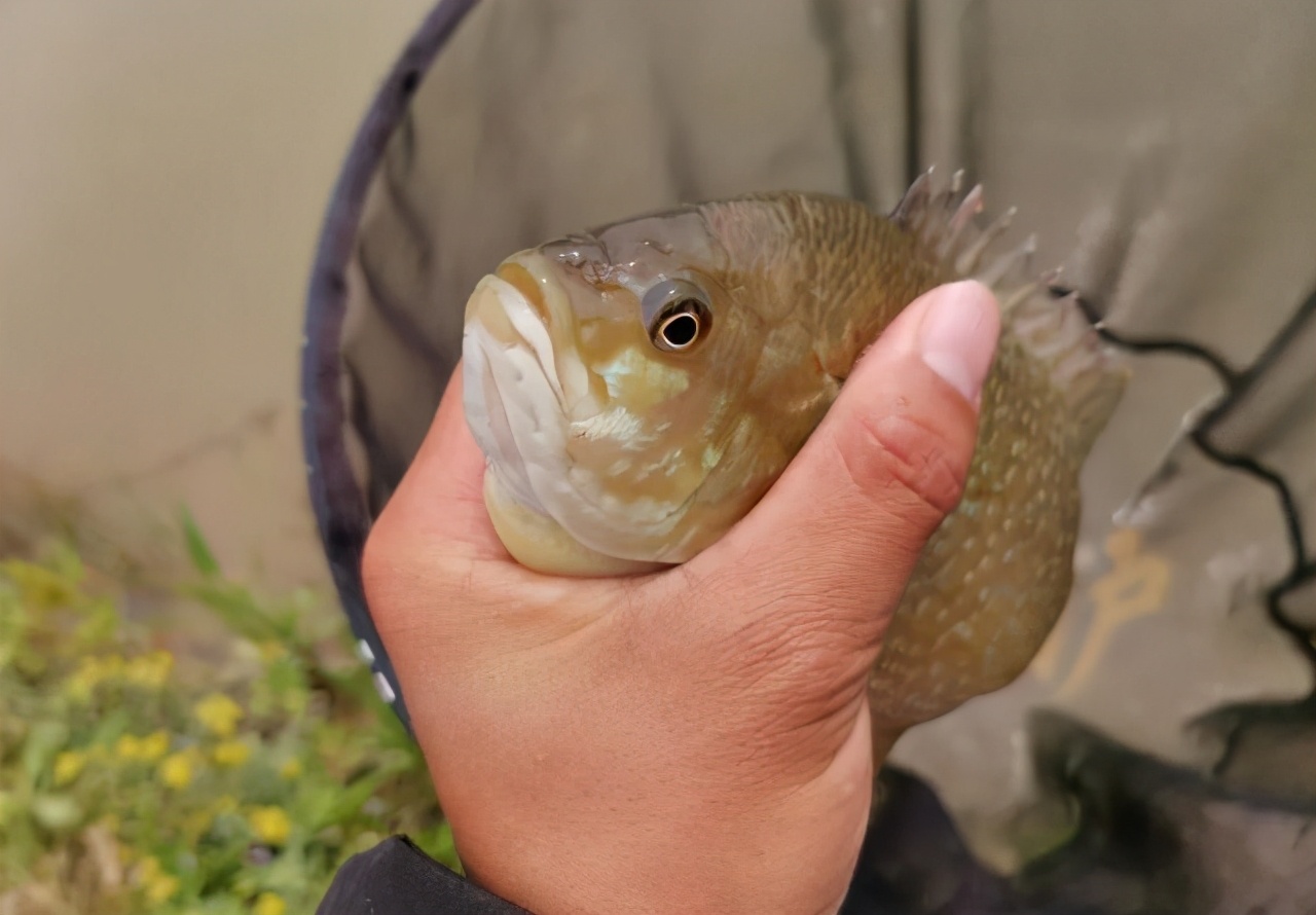 贵阳|贵阳一河道发现“斑点鱼”，钓鱼人：密密麻麻下钩就咬
