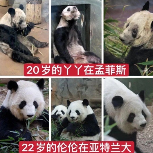 文文杂谈 旅美大熊猫瘦骨嶙峋：官方回应