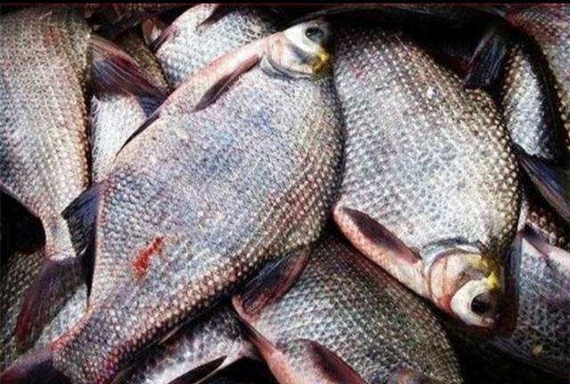 鲜嘉许|鳊鱼能和鲫鱼同养吗？怎样养二者才能高产？