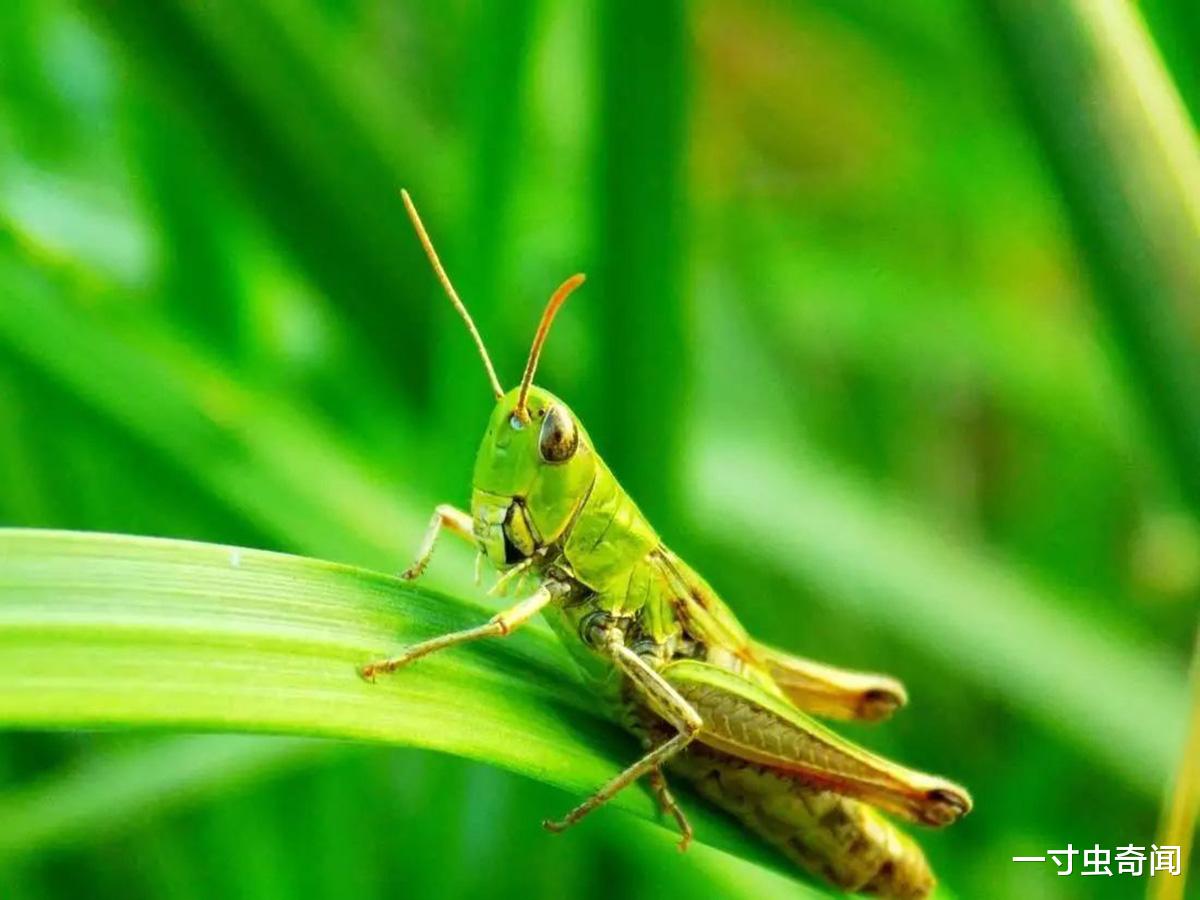 一寸虫奇闻|蝗灾猛于虎?20万只椋鸟驰援新疆灭蝗,当蝗虫群居后几乎所向披靡