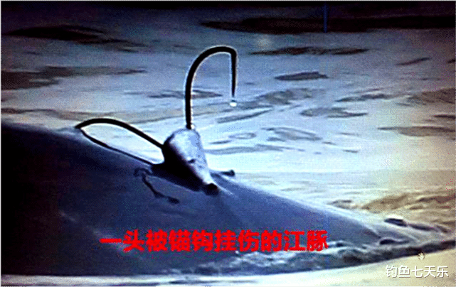 长江|长江能不能“路亚”？很多钓鱼人无所适从！相关规定其实很明确