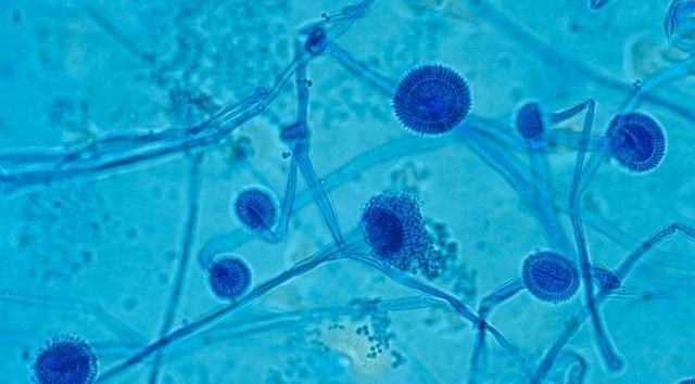 生命周期 美国“僵尸蝉”被真菌“操控”,就算腹部脱落,还能不停交配!