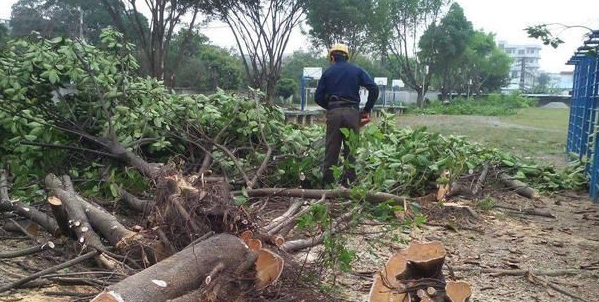 教教你家娃|农民砍自家树买，为啥要被罚款上万元？自己种的树也不能砍了？