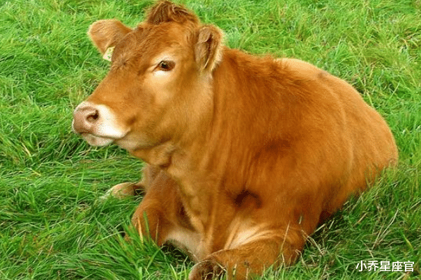 生肖|11月19-11月26日,属兔、属牛、属蛇运势攻略,事业超旺,生活顺心