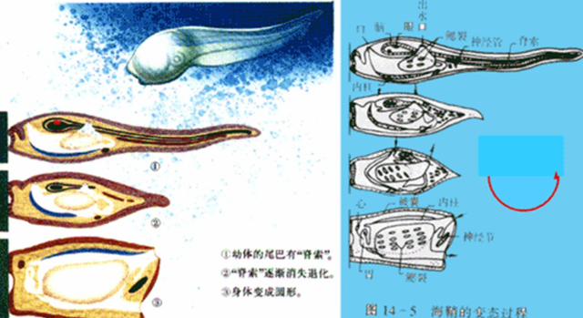 太空 海鞘为了生存能有多狠？吃掉自己的脑子，从动物变成“植物”