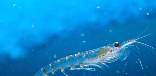 南极|南极磷虾总量十亿吨，全国14亿人齐上阵都吃不完的“海上金矿”？