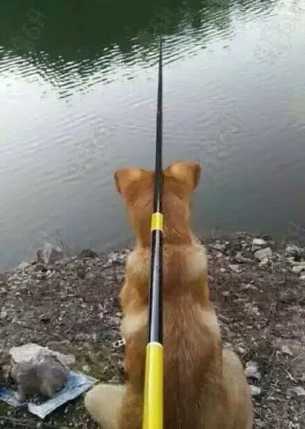 |狗子，你还好么