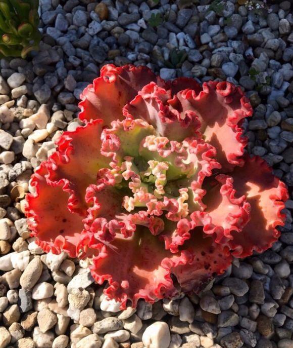 向阳园艺|三伏天养多肉,必须进入懒人模式,不管不问,多肉反而长得好