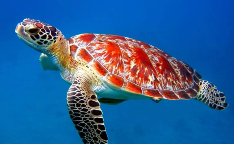棱皮龟|已经存在了数百万年的7种海龟