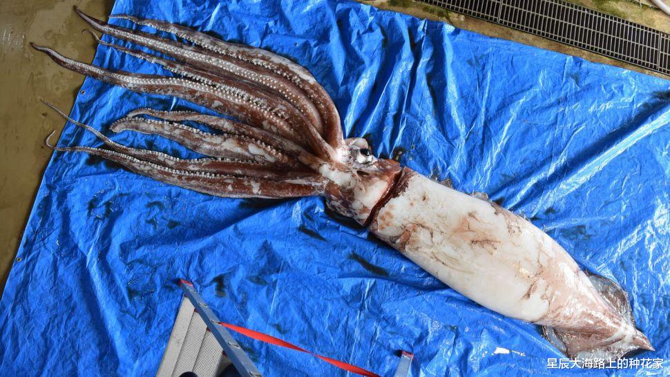 科学家 只是次数有点多！科学家确认很污的巨型鱿鱼，可能是真正一夫一妻