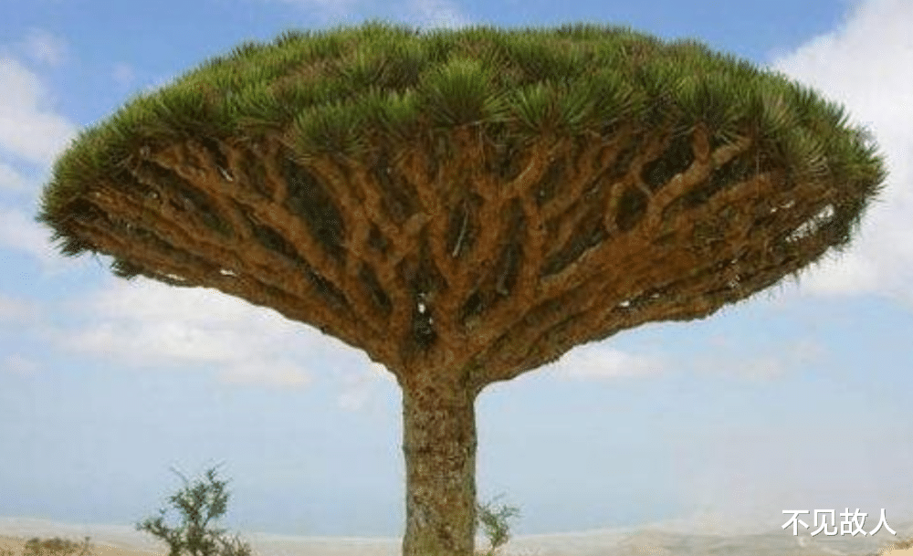 世界最“憋屈”的树,是航空航海的宝贵材料,我国却用来做瓶塞