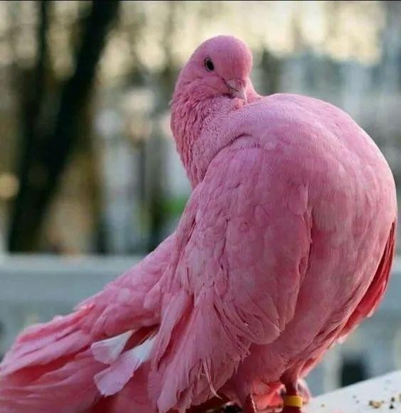 微风执杯煮酒论自然 高半米的野鸡，粉色的鸽子，我国最美丽的7种野生动物