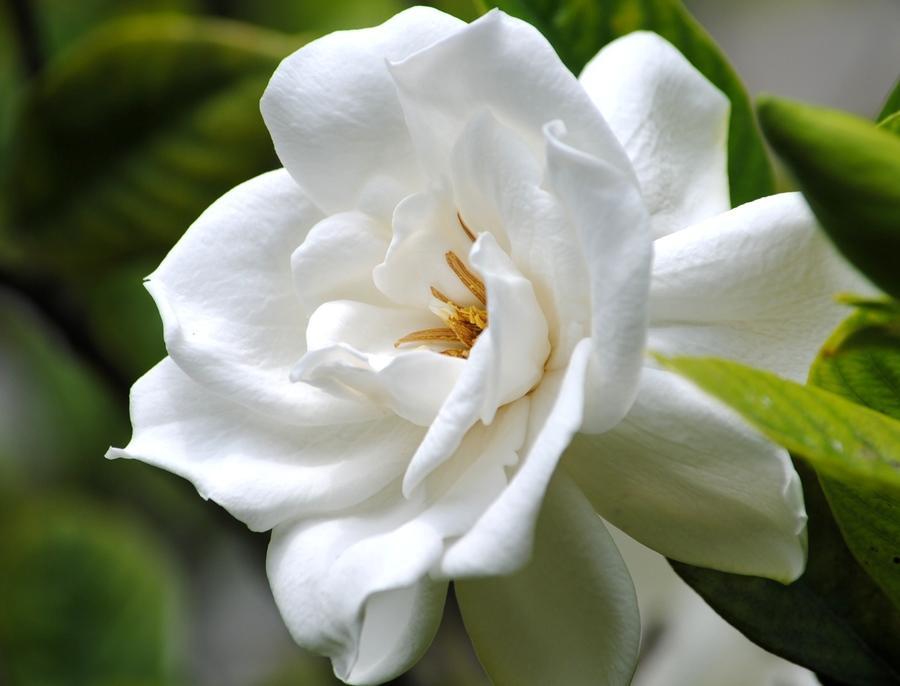 这4种植物,南方遍地都是,北方却怎么都养不活