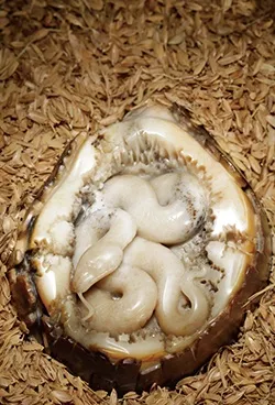 |内行都是这么看和田玉的！