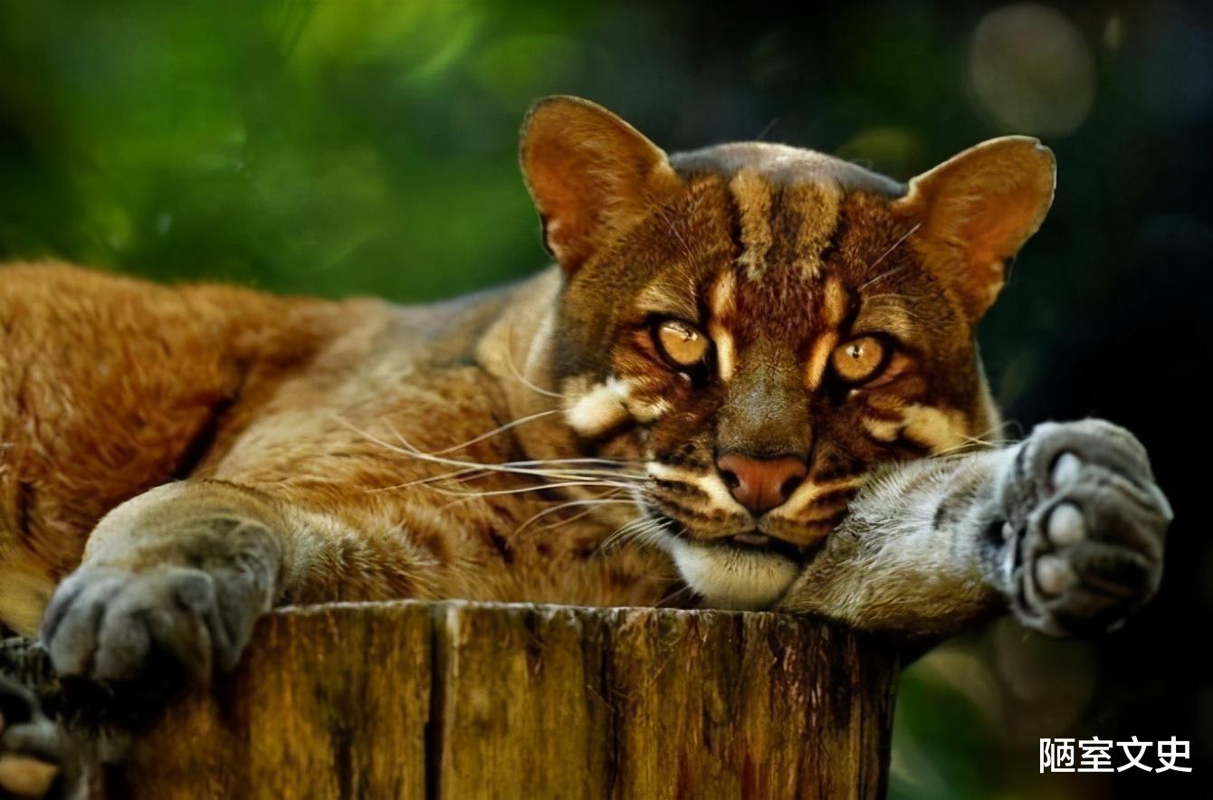 老虎|传说中的“彪”是啥？真能捕杀老虎？2005年后我国仅拍到3次彪