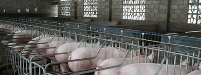 冷鏈收儲豬價已達13元/斤 為何生豬市價隻有8.2元/斤 啥原因-圖2