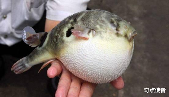 河豚也有转基因?日本又推出基因编辑食品,专家称很安全,靠谱吗