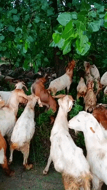沙雕|神回复：好好的窗户用砖砌满，屋内到底有何不可示人之处呢？