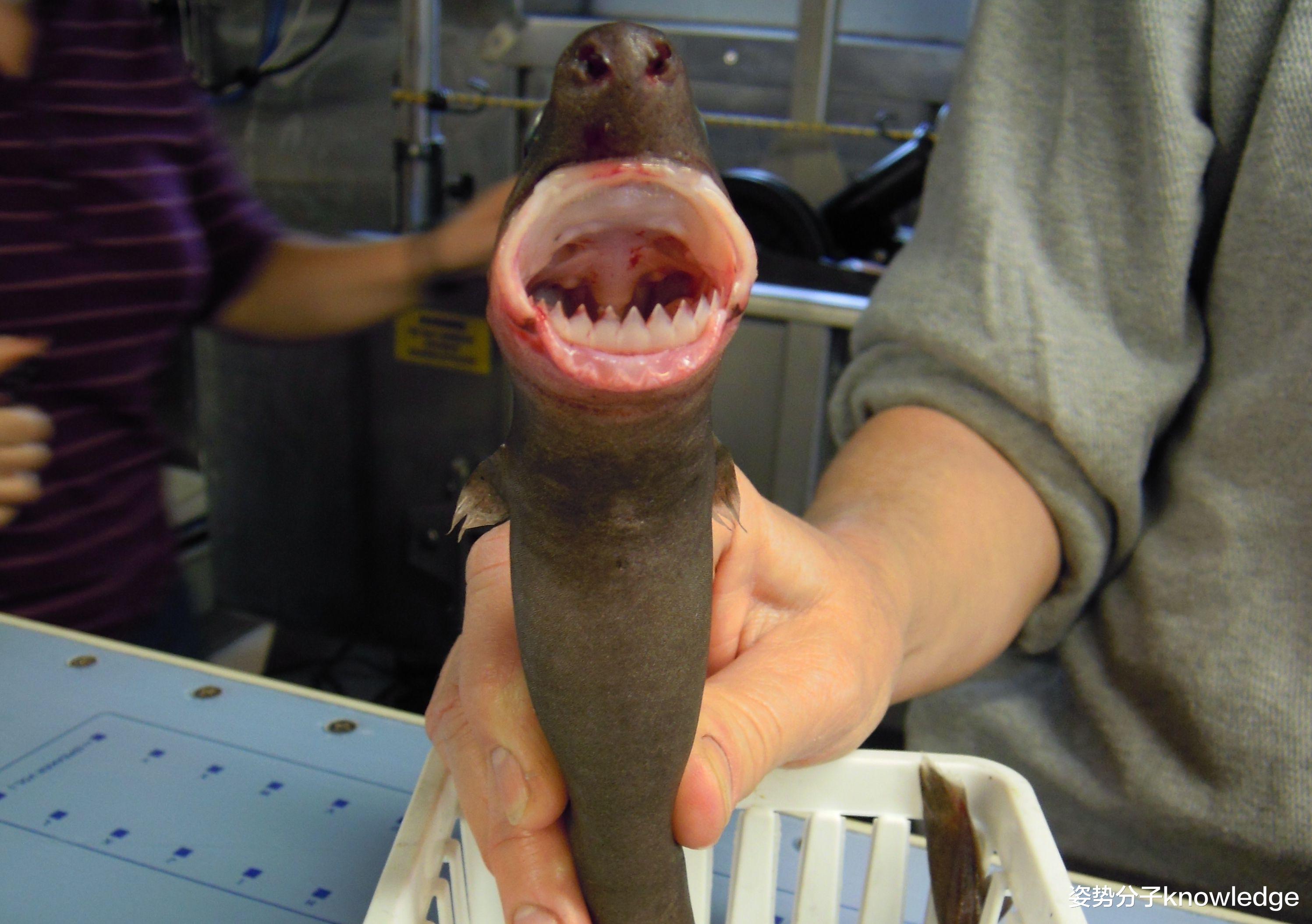 科学家 连大白鲨甚至军舰都不放过，体长仅50厘米的雪茄达摩鲨，有何本领