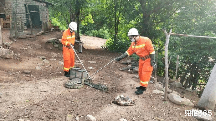 电信 农村家中发现偷鸭贼,消防员亲自前往抓获,结果会怎样处理?