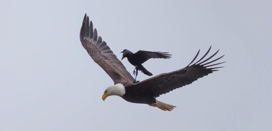 月球 老鹰最害怕的天敌,号称鸟中平头哥,只有麻雀大小如何制服老鹰?