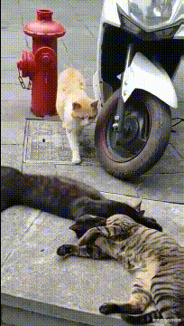 女友出差回来从她包里翻出这个，干嘛用的？网友暗示我被绿了