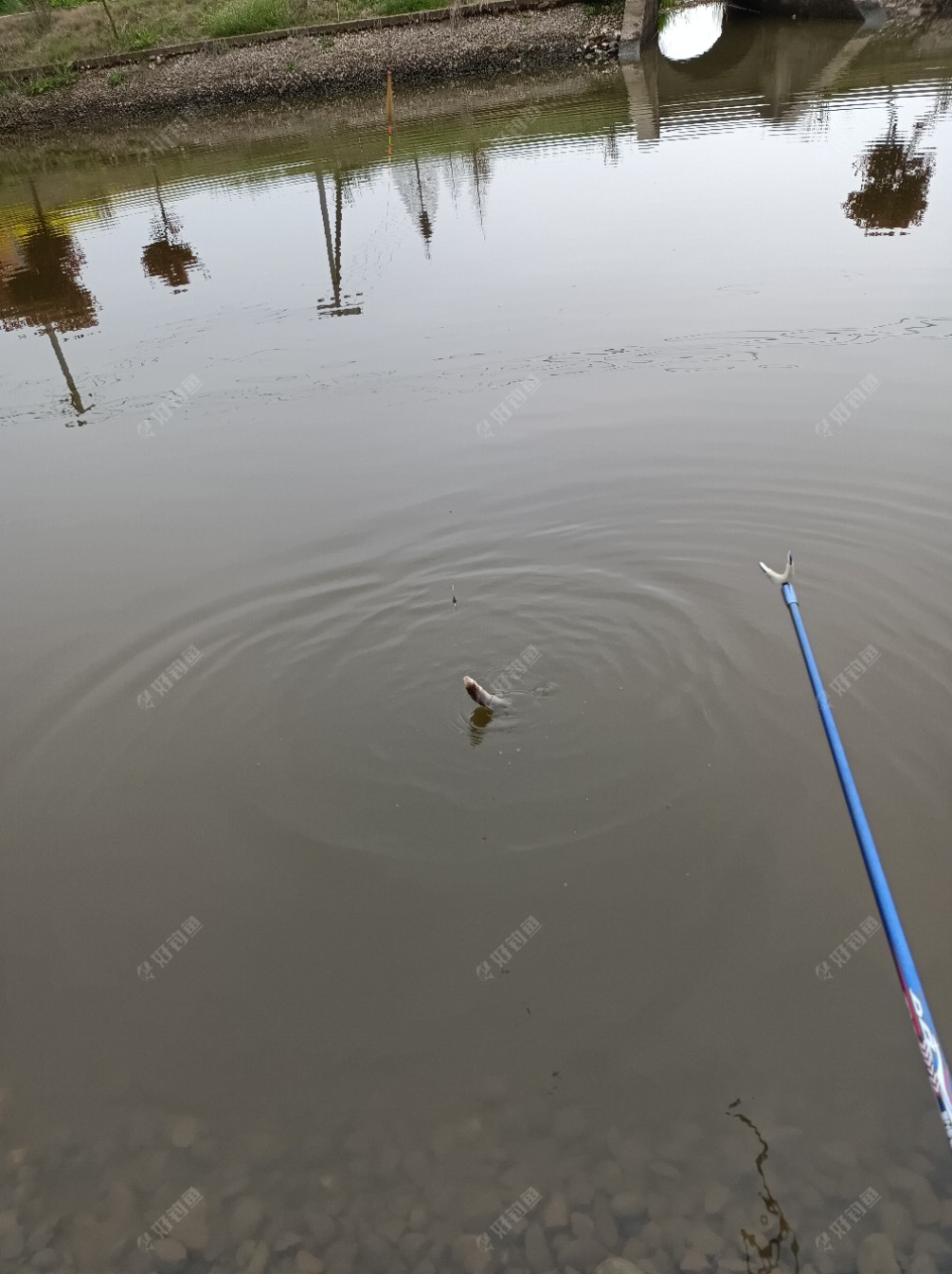 银行|[原创首发]下班后，菜地练竿鱼口超爽