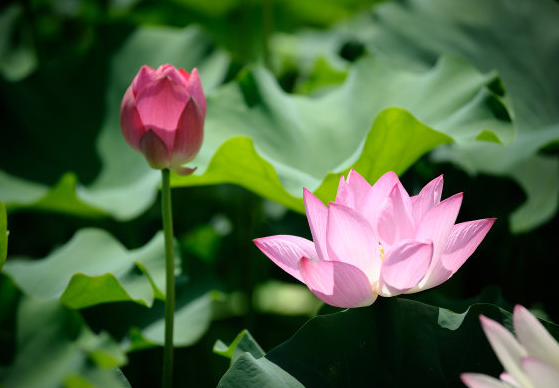 大旺|端午节后，4属相出门遇贵人，财运大旺，收入大涨，事事如愿