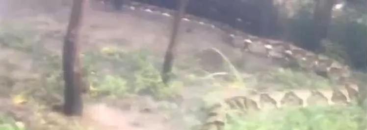 巨蟒 东南亚地区发现9米巨蟒，世界上最大的蛇有多长？人被吞下怎么办