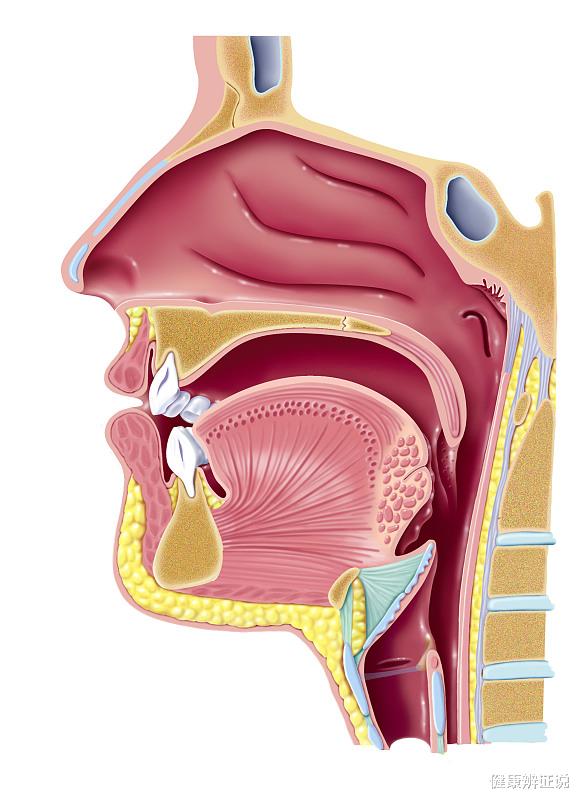 健康辨证说|《黄帝内经》说:“只要声音忽然沙哑,有可能就是五脏生病了”?