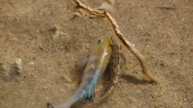 死亡谷 “死亡谷”沙漠鱼，极度炽热干燥的环境存活5万年，全球仅剩38条