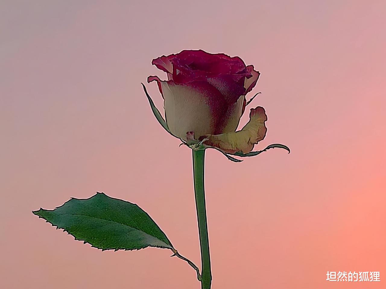 坦然的狐狸|真正深爱的人,散不了