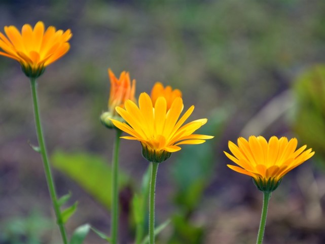 运势|脑子灵光，运势不弱的3生肖，农历5月人生成功转顺，开启致富之门！