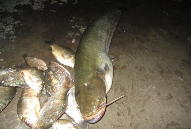 |长1.6米重80斤，东江鲶鱼王被钓起，钓友 ：不敢吃！