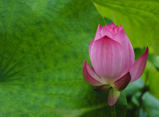 属兔|6月上旬，4属相因祸得福，迈进新阶段，日子风生水起