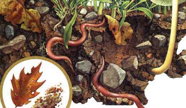 科学家 雨天蚯蚓为何要爬到地面上？天晴后，为何有些蚯蚓被“晒成干”？