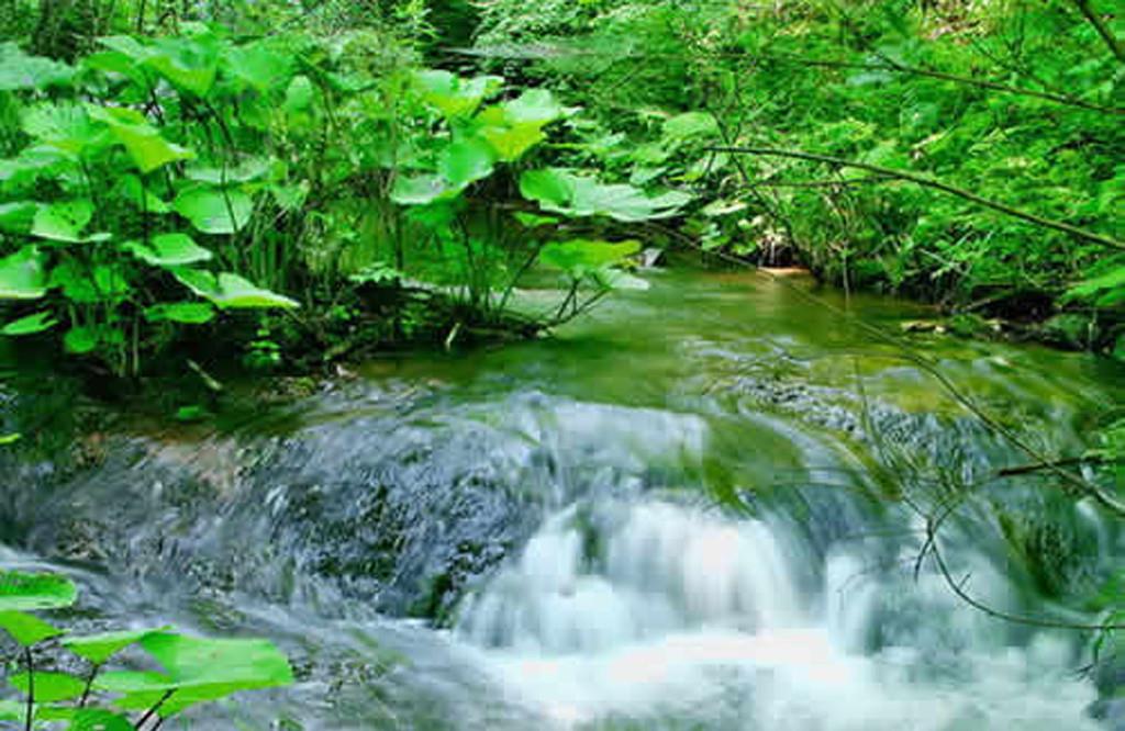 行星秘闻|河南有一4A级景区，最吸睛的竟是“竹林”，还能体验农耕？