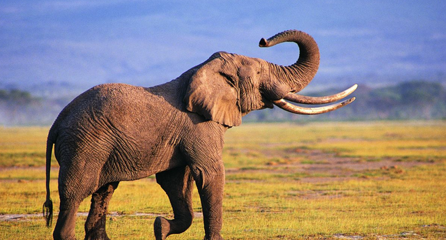 大象 如果大象灭绝，科学家能根据化石还原出它的样貌吗？尤其是长鼻子