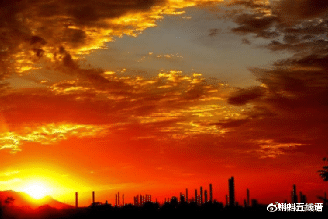 基因 ?假如给了我三天光明，这可能是绿藻的功劳