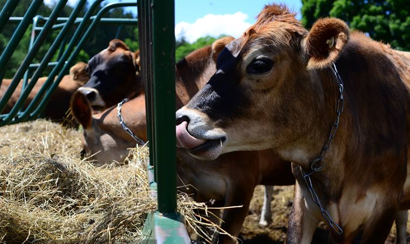 载人航天|冷应激对反刍动物有哪些影响？