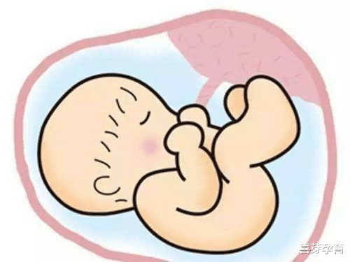 喜芽孕育 胎儿大小什么时候怎么估算出来的？