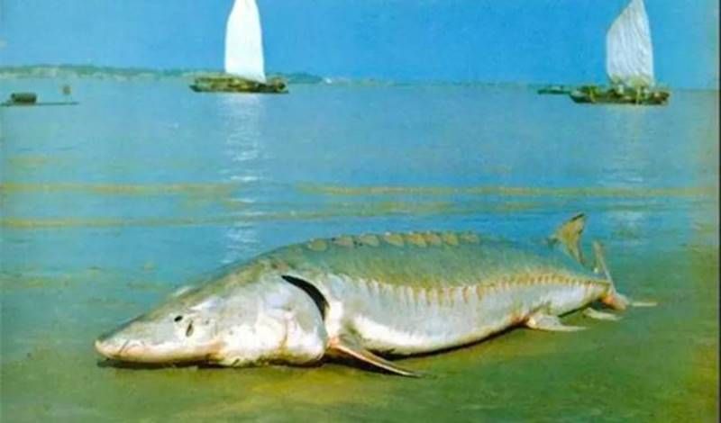 长江禁渔十年后，鱼太多导致水里面没有食物，鱼会不会再次进化？