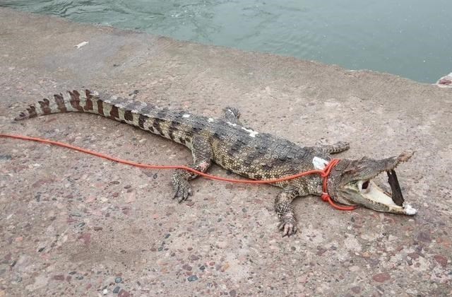  鳄鱼家族有多倒霉？努力了两亿年，每次在马上称霸时被地球针对