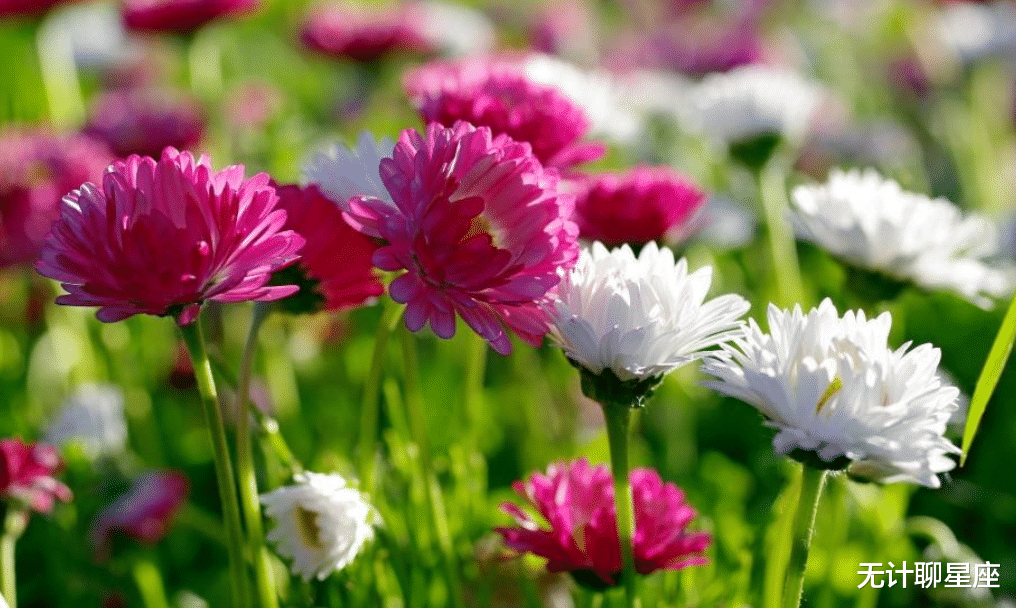 无计聊星座|未来半年,4个星座,不适合做老公,感情曲折,别做这些事