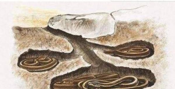  蛇为何要冬眠？老鼠真的敢欺负冬眠的蛇吗？