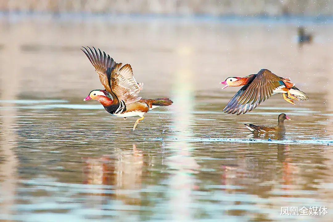 凤凰全媒体 0312 大保定的区号 是我们与世界连接的数字