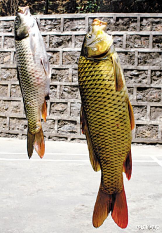 黄河 黄河最大的鱼有多大，真有300多斤的大鱼？