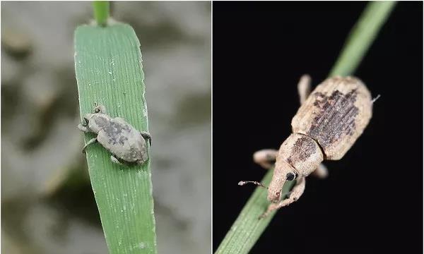 烨烨趣说 水稻小虫害稻蓟马、稻瘿蚊、稻水象甲不能忽视，科学防治有技巧