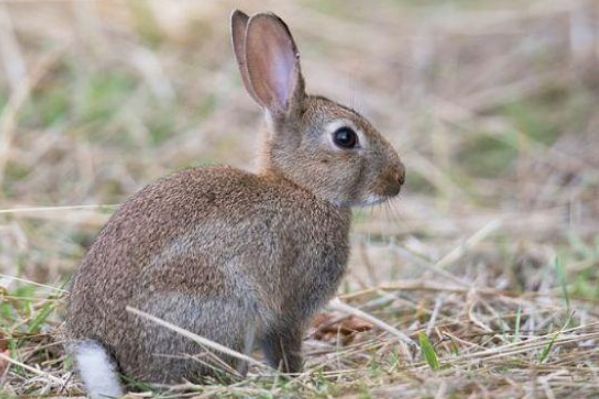 文文趣说|生肖兔:8月运势起伏,需注意自身健康